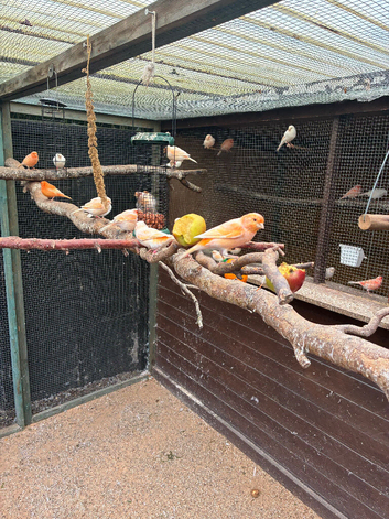 Young canaries for sale