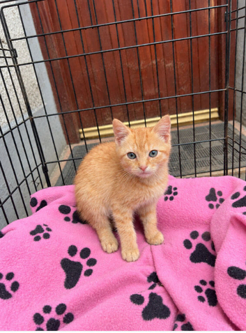 1 Male Kitten for sale