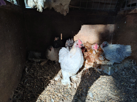 Pekin bantam cockrells