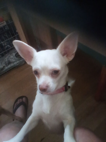 Female Chihuahua pup
