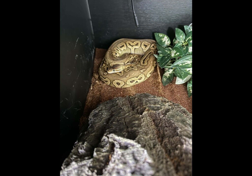 3 x adult female royal pythons with setup