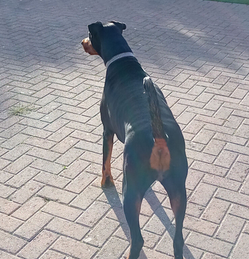 Female doberman