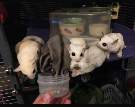 6 bonded sugar gliders and all set up