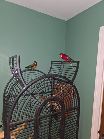 Breeding pair of rosella for sale