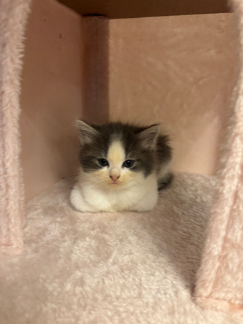 Ragdoll kittens