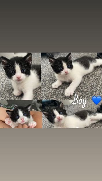 One male kitten