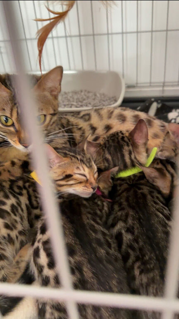 Bengal Kittens Available