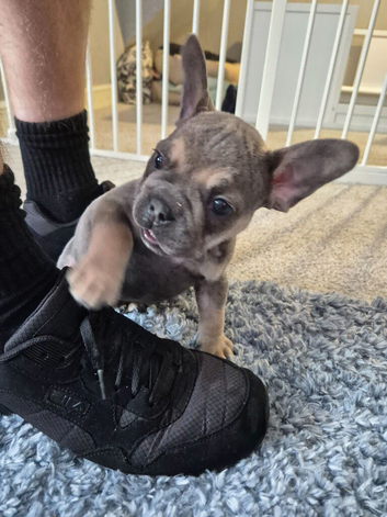 French bulldog x English bulldog
