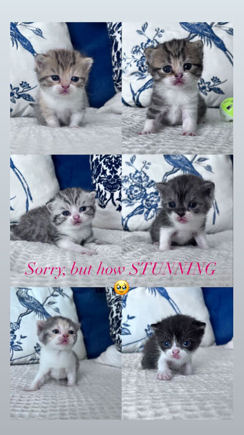 Beautiful British shorthair kittens