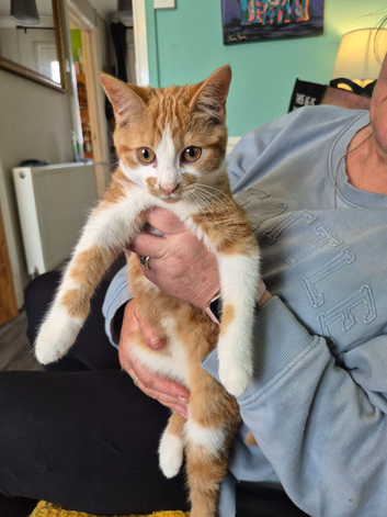 Ginger and white female kitten