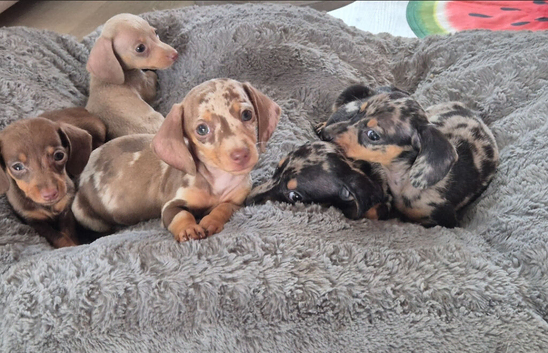 KC Reg Miniature Dachshunds