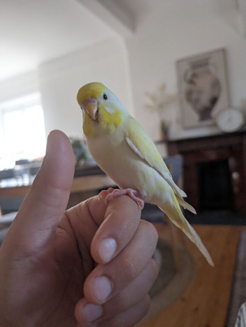 Supertamed boy budgie