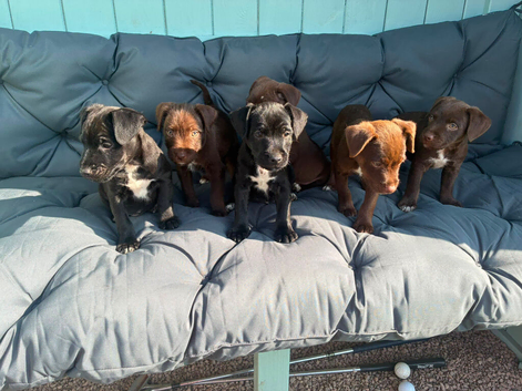 Beautiful Patterdale Puppies