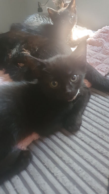 Black kitten