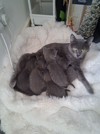 Russian blue babies stunning