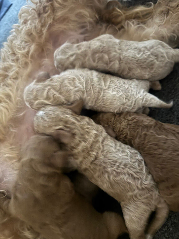 Cockapoo puppies! READY TO LEAVE.