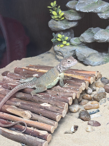 Eastern collared lizard