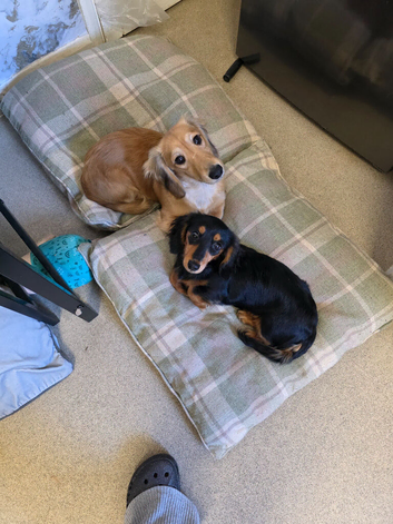 Stunning longhair minature daschund puppies x2