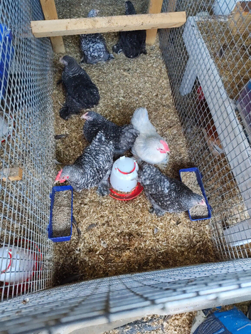 Cheapest pekins on line 6 speckled black young