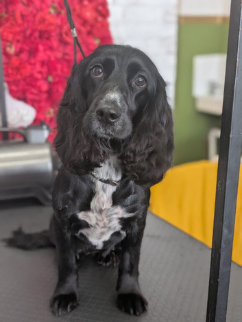 3 year old female cocker spaniel