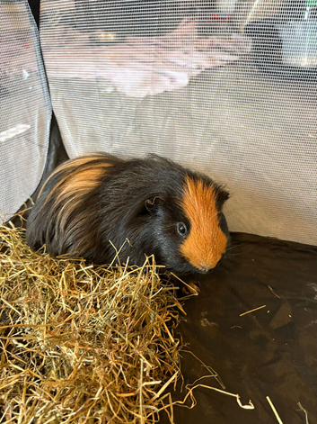 Short and long hair male guinea pigs