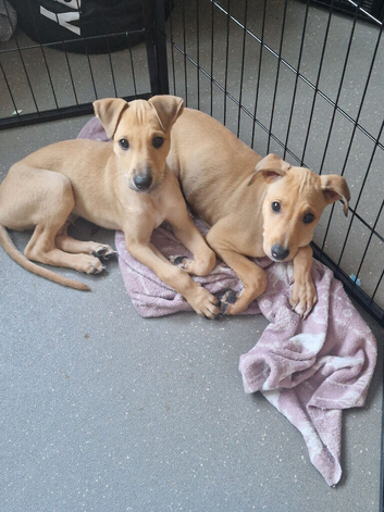 Alaunt x bullgrey lurcher puppies