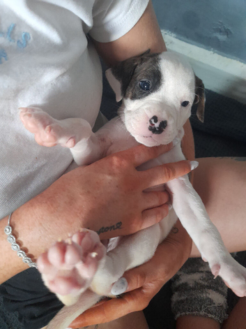 11 puppies 5 girls 6 boys rare Beautiful alpha blue bulldog puppies (born on the 25th)