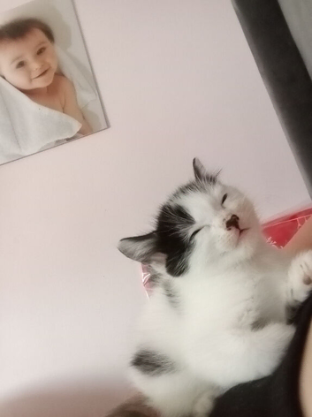 Kittens have just been weaned and litter trained