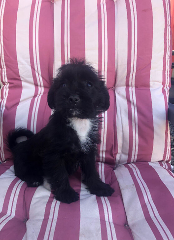 Shih Tzu X Jack Russell boy puppy
