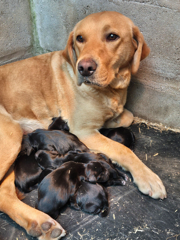 Springador Puppies