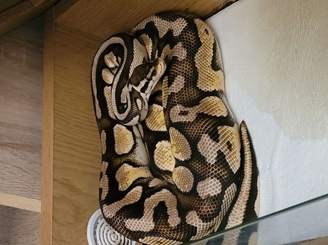 Royal python