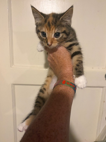 2sold 2left beautiful kittens