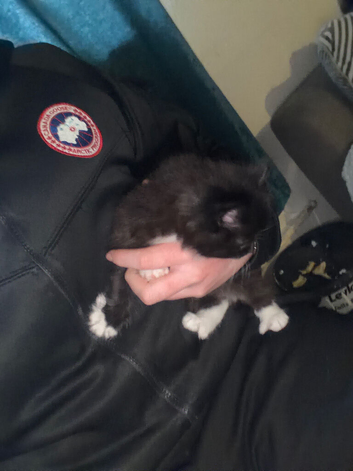 Beautiful fluffy kitten