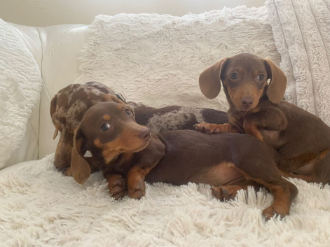 Dachshund puppies ready now