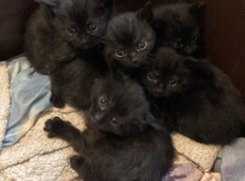 Kittens