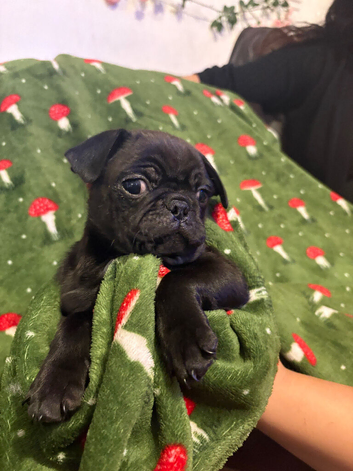 Three Adorable Pure Bred Pugs