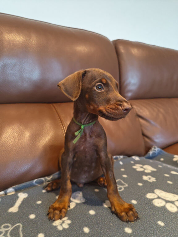 Beautiful family dobermanns *2 pups 2 boys*