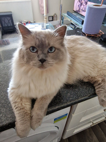 Fully breed ragdoll