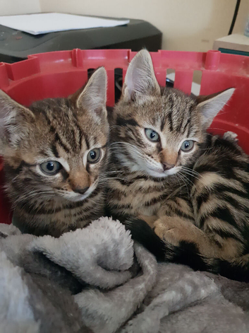 Bengal cross kittens