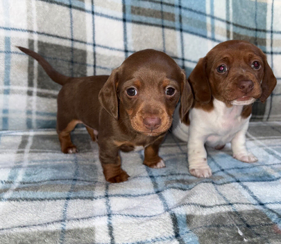 Miniature dachshund