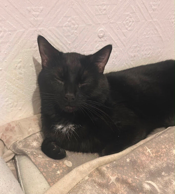 Needs a home