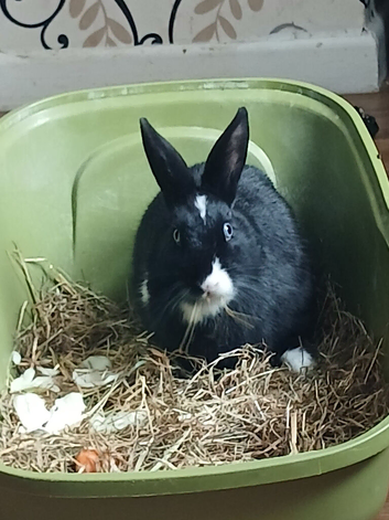 Mini lop