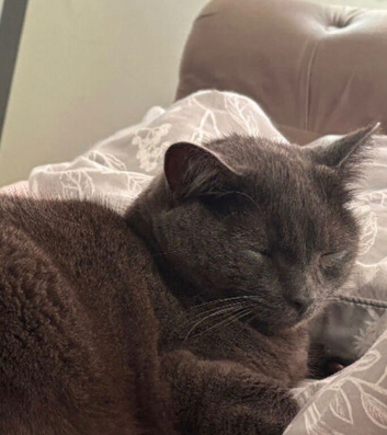 Maincoon mixed Russian blue