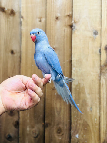 Ringneck parrots