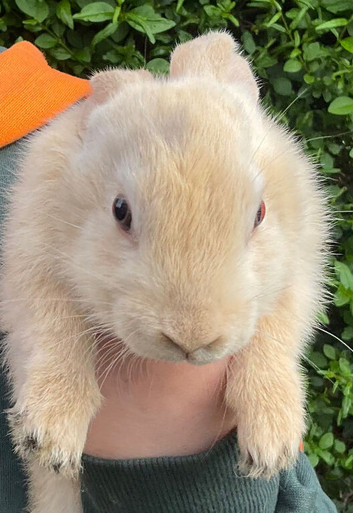 X5 Mini Lop Bunnies
