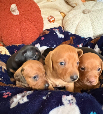 KC reg mini dachshund for sale