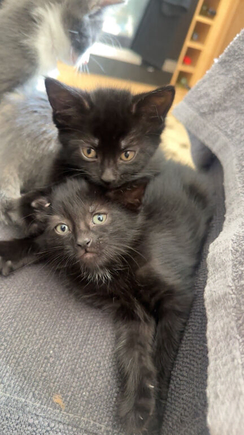 Kittens For Sale