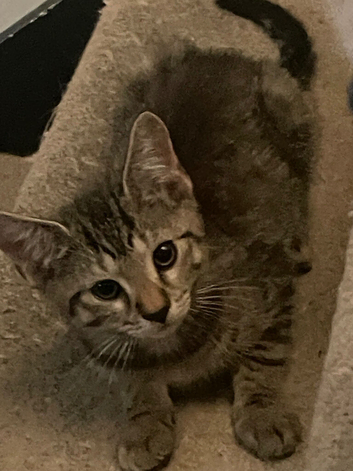 Cute kittens