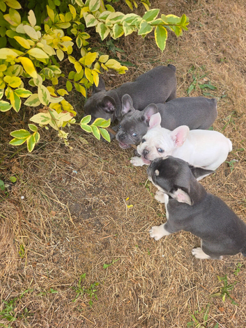 French Bulldog Puppies, 1 Boy and 2 Girls