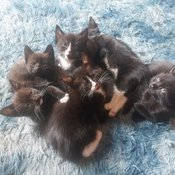 Kittens